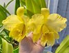 Blc. Delta King Tangerglow...